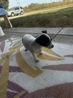 Lany, a female Chihuahua for sale in Clarksville, TN – 10 of 10