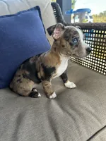 Dolly, a female Chihuahua for sale in Clarksville, TN – 9 of 9