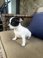 Lany, a female Chihuahua for sale in Clarksville, TN – 3 of 10