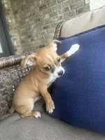 Max, a male Chihuahua for sale in Clarksville, TN – 2 of 10