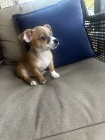 Max, a male Chihuahua for sale in Clarksville, TN – 3 of 10