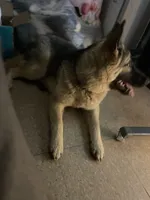 Nomi, a female German Shepherd Dog for sale in Pittsburgh, PA – 2 of 4