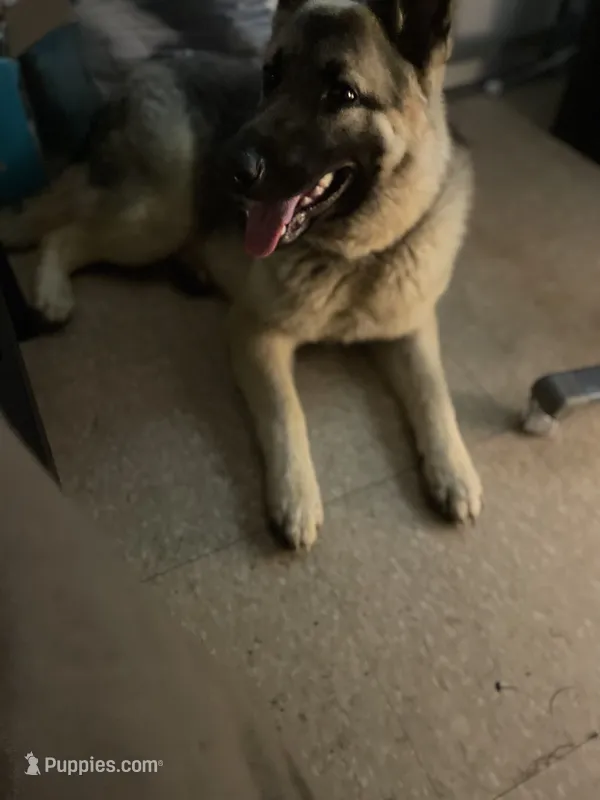 Nomi – German Shepherd Dog puppy for sale in Pittsburgh, PA
