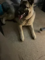 Nomi, a female German Shepherd Dog for sale in Pittsburgh, PA – 1 of 4