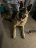 Nomi, a female German Shepherd Dog for sale in Pittsburgh, PA – 3 of 4