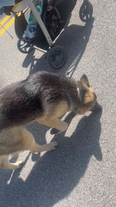 Nomi, a female German Shepherd Dog for sale in Pittsburgh, PA – 4 of 4