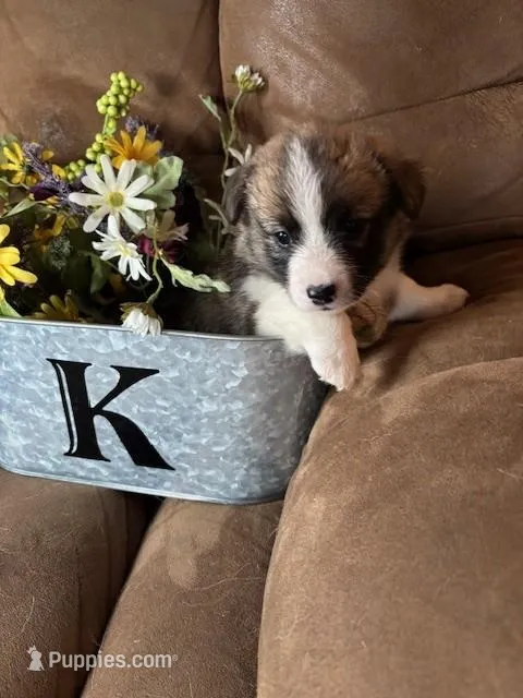 Daisy AKC – Pembroke Welsh Corgi puppy for sale in Orient, IA