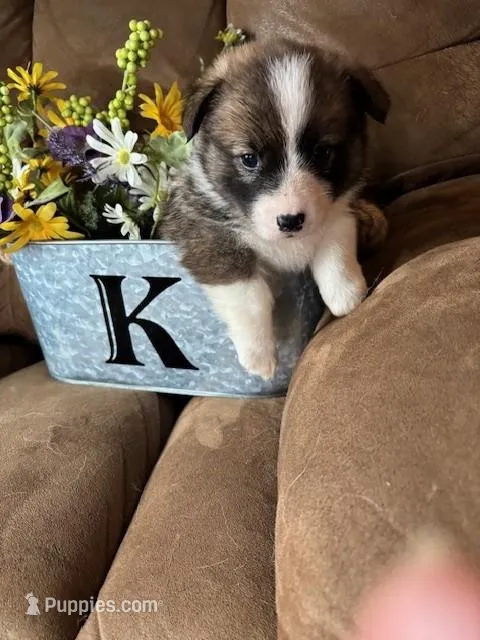 Harley AKC – Pembroke Welsh Corgi puppy for sale in Orient, IA