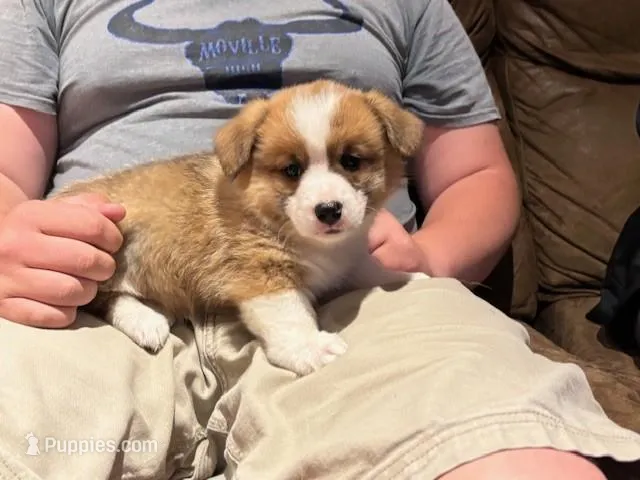 Tank AKC – Pembroke Welsh Corgi puppy for sale in Orient, IA