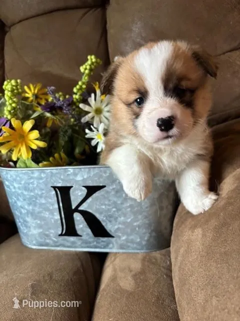 Tank AKC – Pembroke Welsh Corgi puppy for sale in Orient, IA