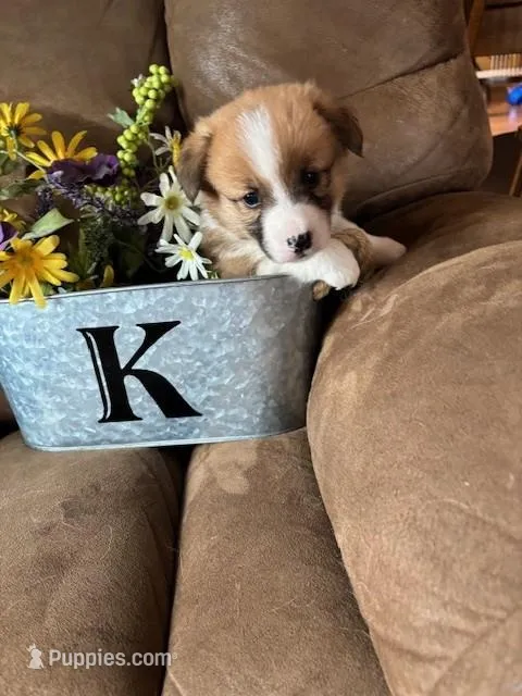 Ringo AKC – Pembroke Welsh Corgi puppy for sale in Orient, IA
