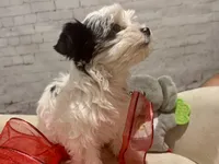 Bella, a female Yorkshire Terrier for sale in Mertzon, TX – Photo 2 of 6