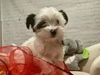 Bella, a female Yorkshire Terrier for sale in Mertzon, TX – Photo 3 of 6