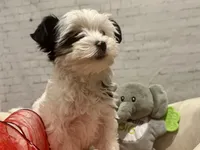 Bella, a female Yorkshire Terrier for sale in Mertzon, TX – Photo 4 of 6