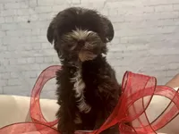 Prince Charming, a male Yorkshire Terrier for sale in Mertzon, TX – Photo 2 of 6