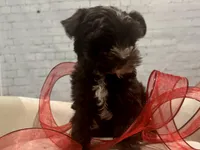 Prince Charming, a male Yorkshire Terrier for sale in Mertzon, TX – Photo 3 of 6