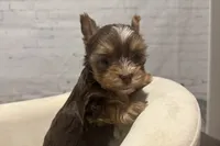 Valentino, teacup, a male Yorkshire Terrier for sale in Mertzon, TX – Photo 6 of 8