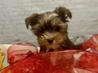 Valentino, teacup, a male Yorkshire Terrier for sale in Mertzon, TX – Photo 4 of 8