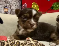 Valentino, teacup, a male Yorkshire Terrier for sale in Mertzon, TX – Photo 7 of 8