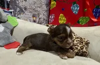 Valentino, teacup, a male Yorkshire Terrier for sale in Mertzon, TX – Photo 8 of 8