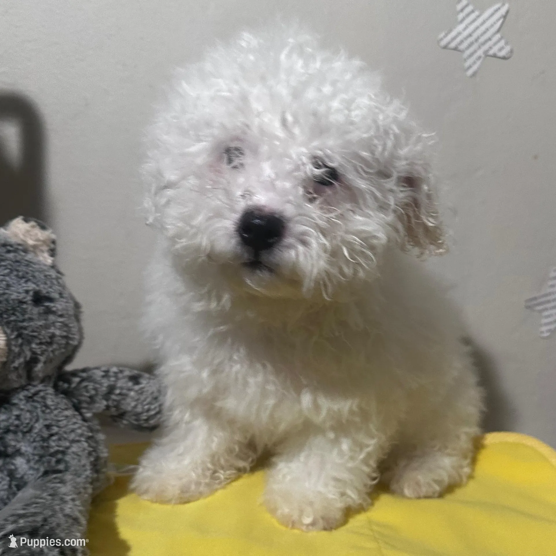 Guero , a male Maltese for sale in Los Angeles, CA – Photo 2 of 4