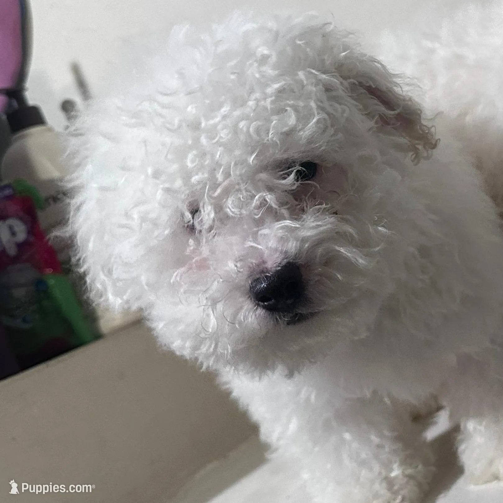 Guero , a male Maltese for sale in Los Angeles, CA – Photo 4 of 4