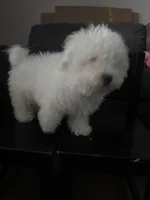 Guero , a male Maltese for sale in Los Angeles, CA – Photo 1 of 4