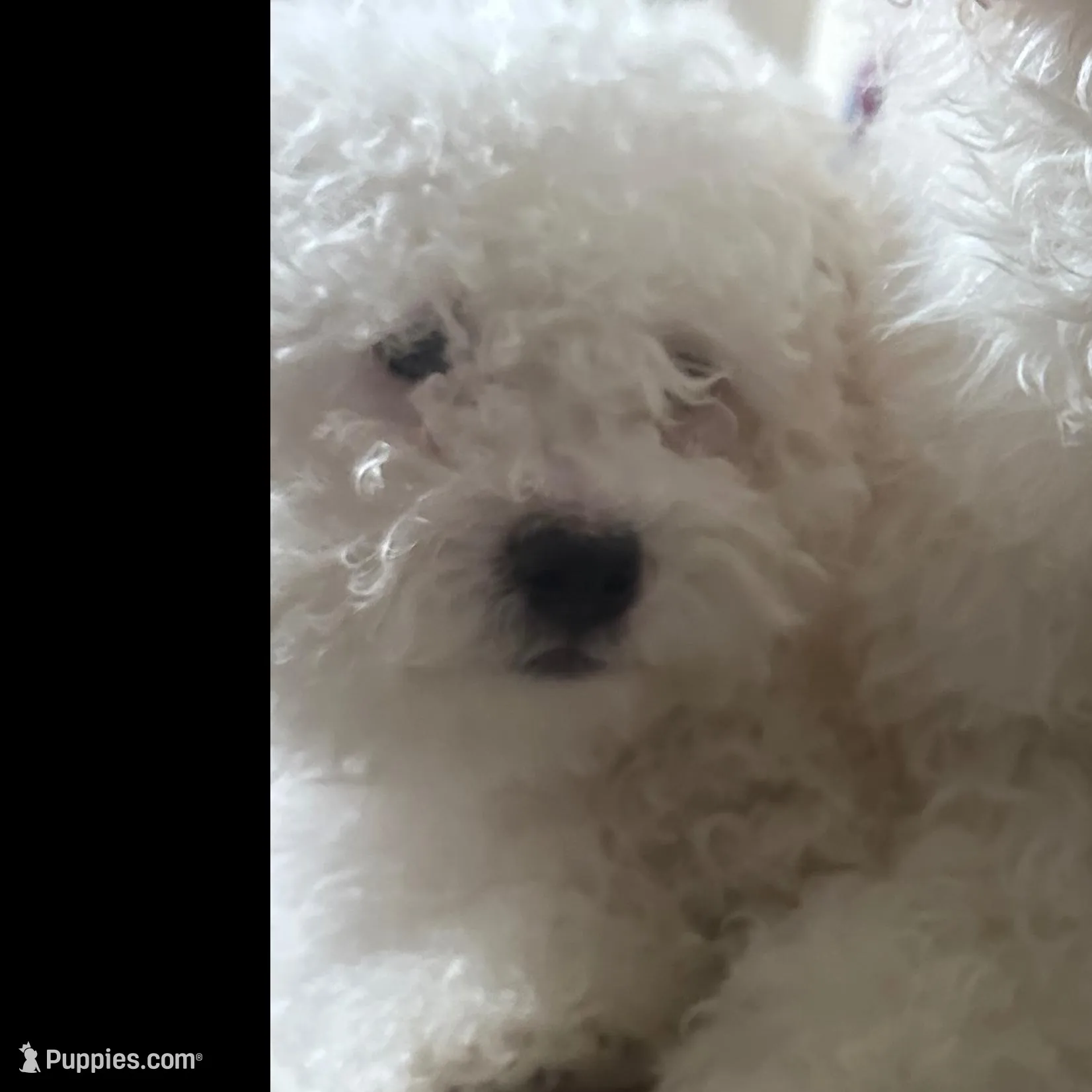 Guero , a male Maltese for sale in Los Angeles, CA – Photo 3 of 4