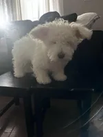 Cutie pie , a male Maltese for sale in Los Angeles, CA – Photo 2 of 5