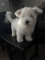 Cutie pie , a male Maltese for sale in Los Angeles, CA – Photo 3 of 5