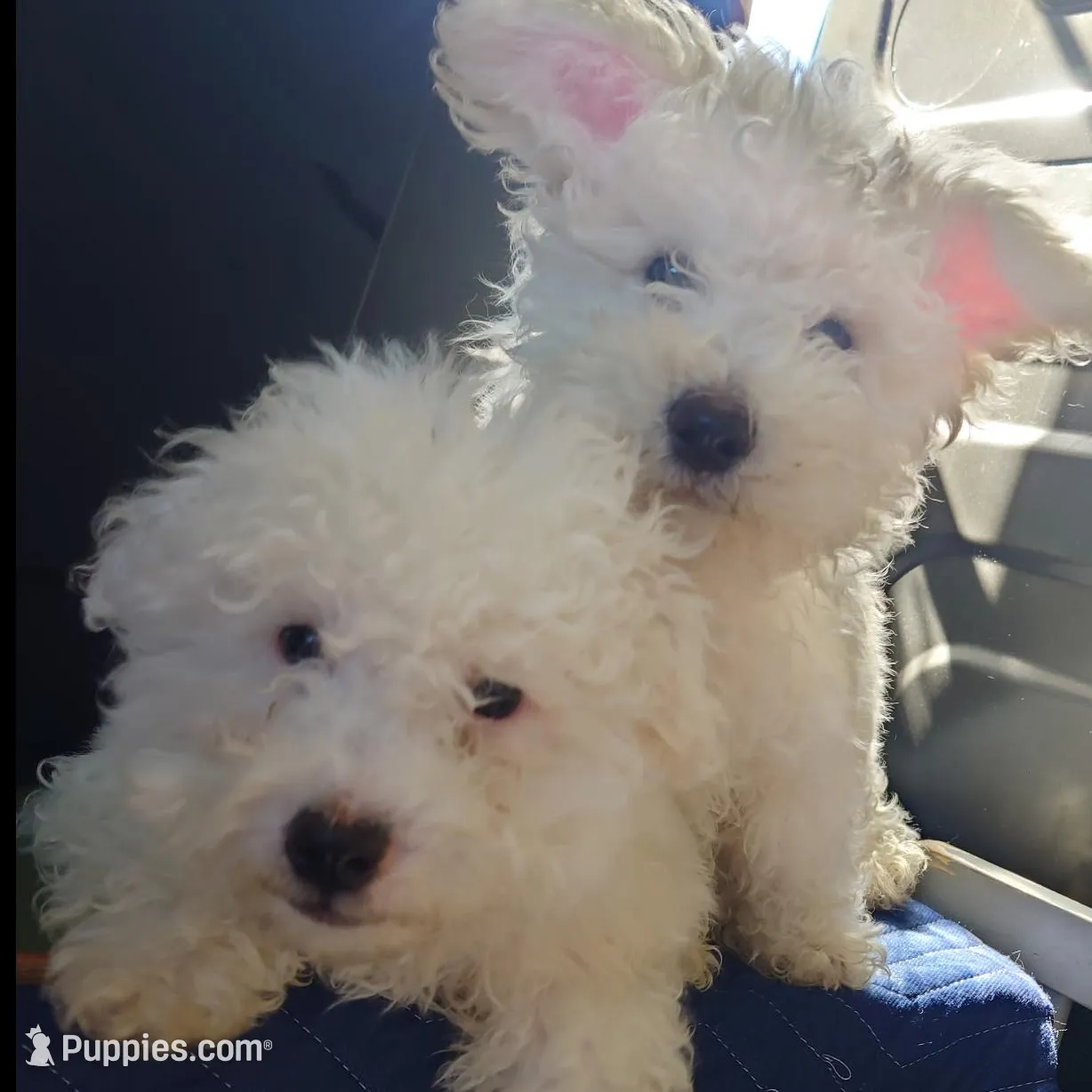 Cutie pie , a male Maltese for sale in Los Angeles, CA – Photo 5 of 5