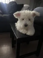 Cutie pie , a male Maltese for sale in Los Angeles, CA – Photo 1 of 5