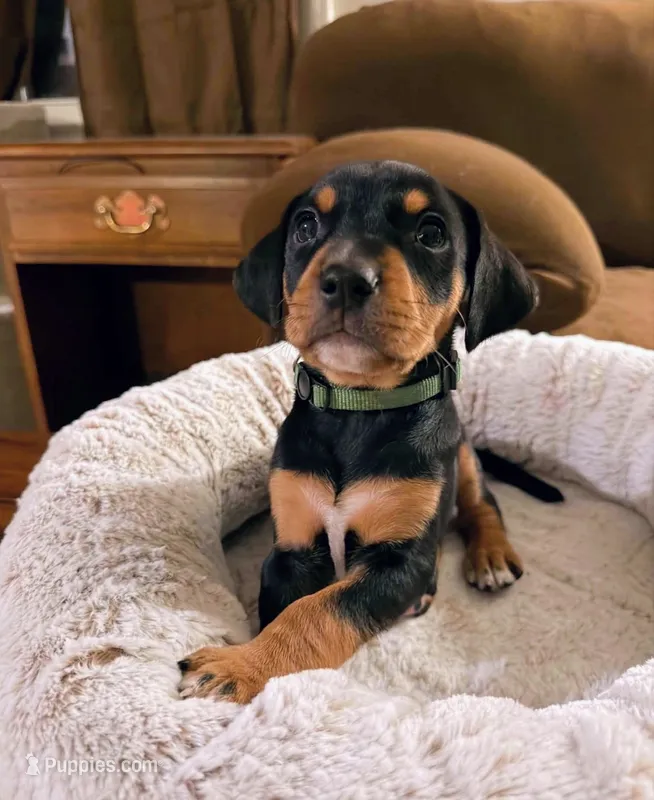 Mr. Green – Doberman Pinscher, Golden Retriever puppy for sale in Tonawanda, NY