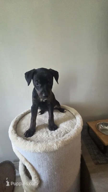 Ms. Pinky – Doberman Pinscher, Golden Retriever puppy for sale in Tonawanda, NY
