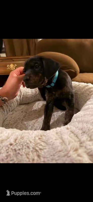 Ms. Light Blue – Doberman Pinscher, Golden Retriever puppy for sale in Tonawanda, NY
