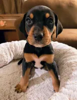 Mr. Green, a male Doberman Pinscher and Golden Retriever for sale in Tonawanda, NY – 3 of 3