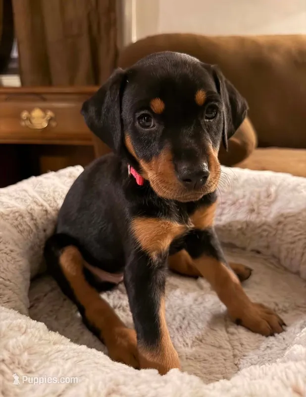 Ms. Magenta – Doberman Pinscher, Golden Retriever puppy for sale in Tonawanda, NY