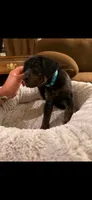 Ms. Light Blue, a female Doberman Pinscher and Golden Retriever for sale in Tonawanda, NY – 3 of 3