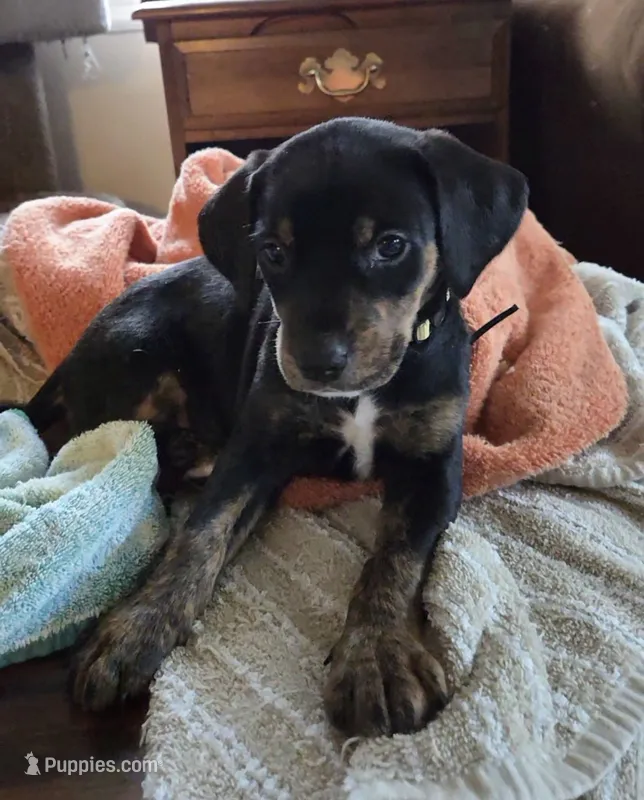 Ms. Yellow – Doberman Pinscher, Golden Retriever puppy for sale in Tonawanda, NY