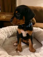 Ms. Navy Blue, a female Doberman Pinscher and Golden Retriever for sale in Tonawanda, NY – 3 of 3