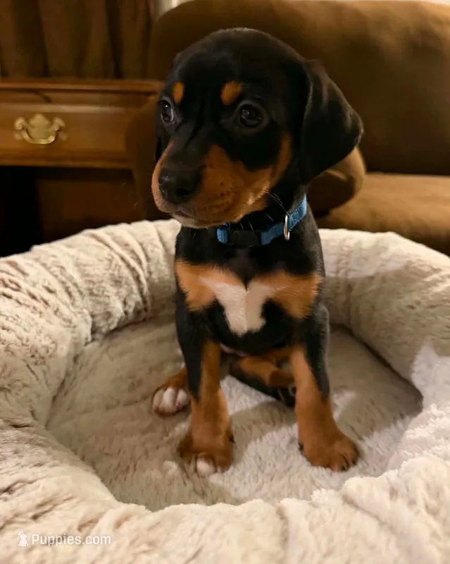 Ms. Navy Blue – Doberman Pinscher, Golden Retriever puppy for sale in Tonawanda, NY