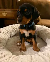 Ms. Navy Blue, a female Doberman Pinscher and Golden Retriever for sale in Tonawanda, NY – 1 of 3