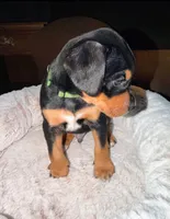 Mr. Green, a male Doberman Pinscher and Golden Retriever for sale in Tonawanda, NY – 2 of 3