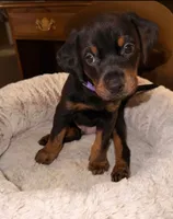 Mr. Purple, a male Doberman Pinscher and Golden Retriever for sale in Tonawanda, NY – 3 of 3