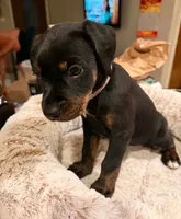 Ms. Brown, a female Doberman Pinscher and Golden Retriever for sale in Tonawanda, NY – 2 of 2