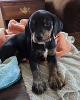 Ms. Yellow, a female Doberman Pinscher and Golden Retriever for sale in Tonawanda, NY – 2 of 3