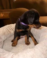 Mr. Purple, a male Doberman Pinscher and Golden Retriever for sale in Tonawanda, NY – 2 of 3