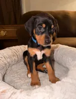Ms. Navy Blue, a female Doberman Pinscher and Golden Retriever for sale in Tonawanda, NY – 2 of 3