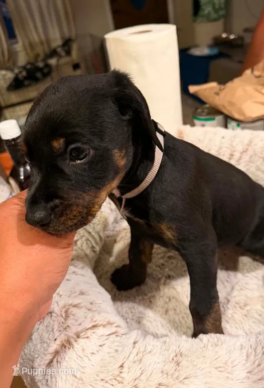 Ms. Brown – Doberman Pinscher, Golden Retriever puppy for sale in Tonawanda, NY