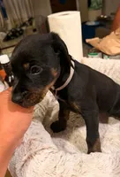 Ms. Brown, a female Doberman Pinscher and Golden Retriever for sale in Tonawanda, NY – 1 of 2